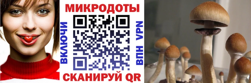 Псилоцибиновые грибы прущие грибы  Купить  Лабинск 